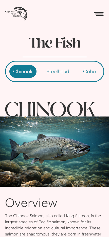 Mobile species page for the Capilano River Hatchery website showing Chinook salmon details, including navigation tabs, image, and overview content.